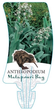 Picture of ARTHROPODIUM MATAPOURI BAY                                                                                                                            
