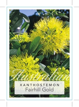 Picture of XANTHOSTEMON FAIRHILL GOLD                                                                                                                            