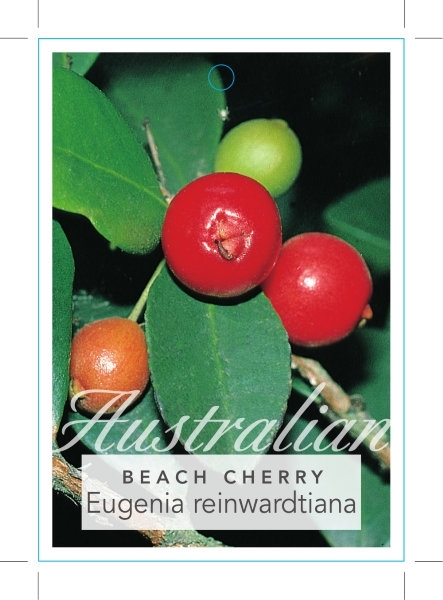 Picture of EUGENIA REINWARDTIANA BEACH OR CEDAR BAY CHERRY                                                                                                       