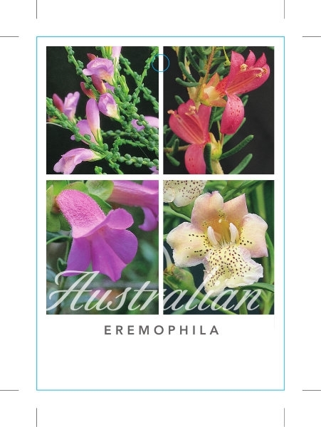 Picture of EREMOPHILA EMU BUSH - MIXED PICTURE (UNNAMED VARIE                                                                                                    