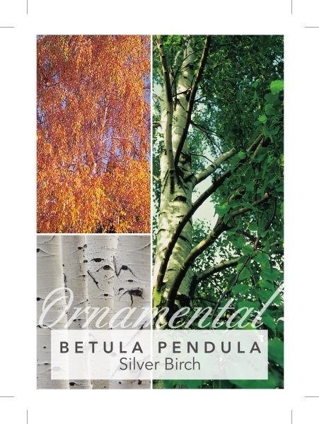 Picture of BETULA PENDULA SILVER BIRCH Jumbo Tag                                                                                                                 