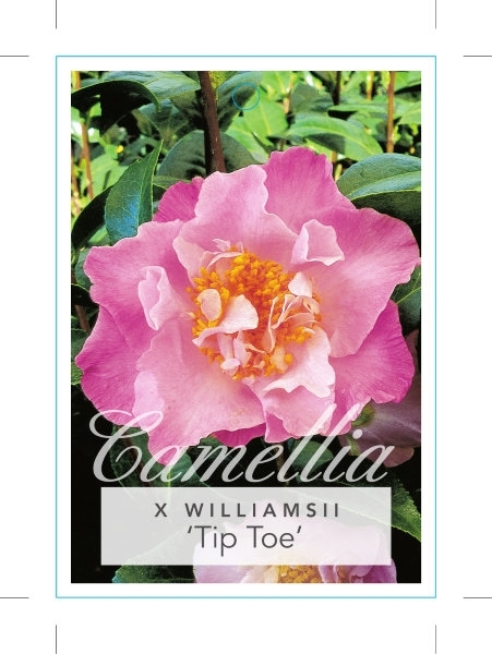 Picture of CAMELLIA TIP TOE                                                                                                                                      