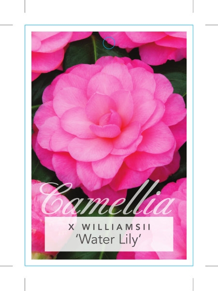 Camellia x williamsii 'Water Lily