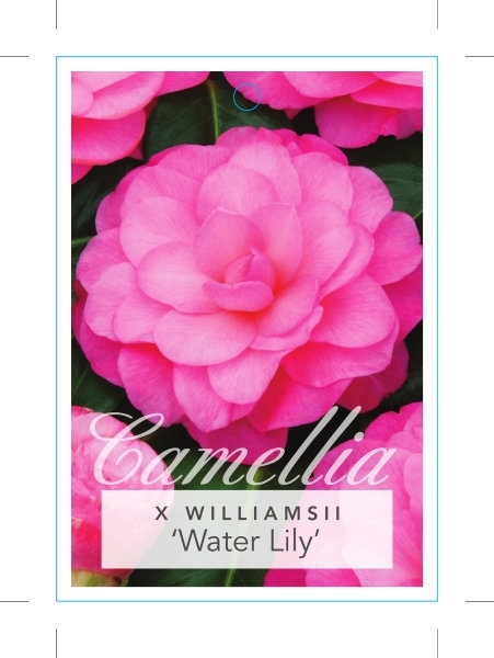 Picture of CAMELLIA WATER LILY                                                                                                                                   