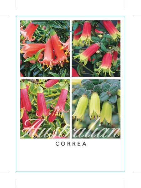 Picture of CORREA MIXED PICTURE (UNNAMED VARIETY)                                                                                                                