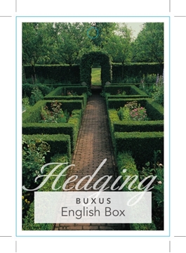 Picture of BUXUS SEMPERVIRENS ENGLISH BOX (HEDGING)                                                                                                              