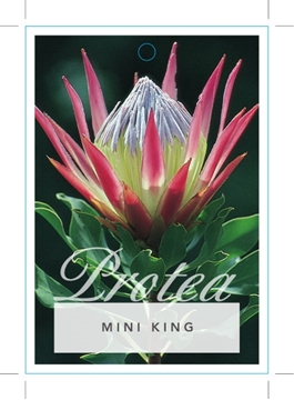 Picture of PROTEA MINI KING CYNAROIDES VARIANT                                                                                                                   