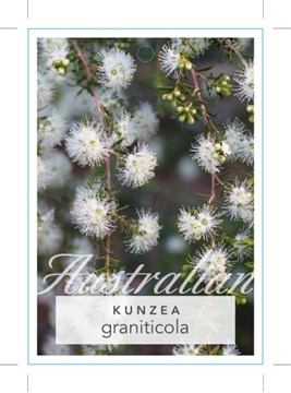 Picture of KUNZEA GRANITICOLA                                                                                                                                    