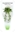 Picture of HOUSEPLANT CHLOROPHYTUM COMOSUM SPIDER PLANT                                                                                                          