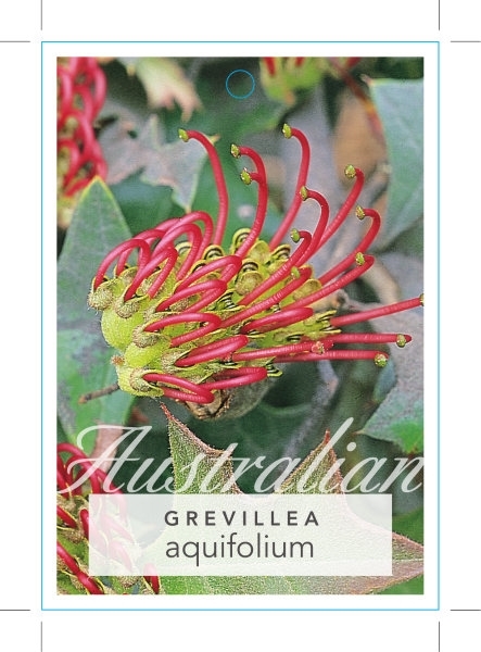 Picture of GREVILLEA AQUIFOLIUM HOLLY                                                                                                                            