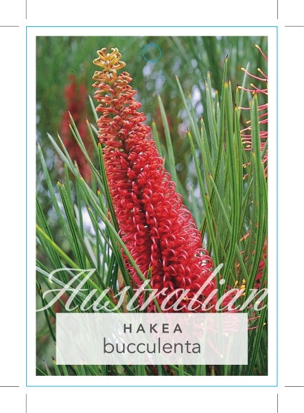 Picture of HAKEA BUCCULENTA RED POKERS                                                                                                                           