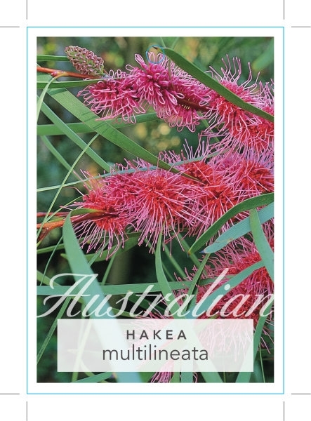 Picture of HAKEA MULTILINEATA GRASS LEAVED HAKEA                                                                                                                 