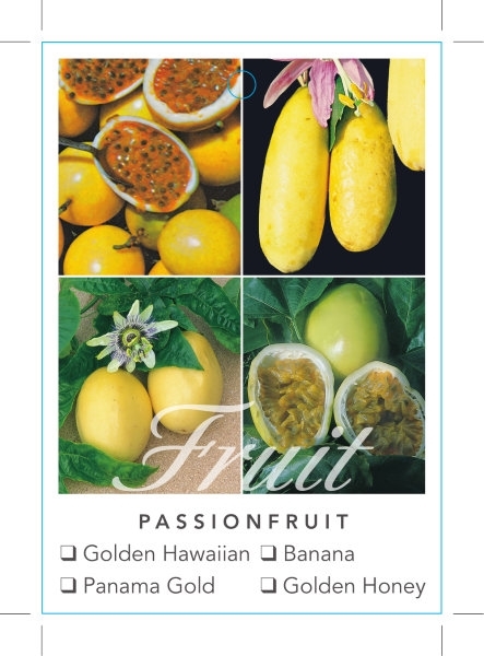 Picture of FRUIT PASSIONFRUIT YELLOW/GOLD                                                                                                                        
