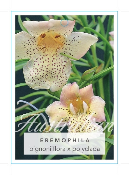 Picture of EREMOPHILA BIGNONIIFLORA X POLYCLADA                                                                                                                  