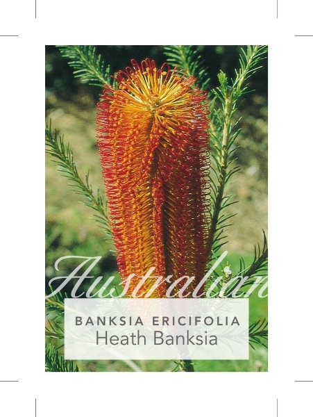 Picture of **BANKSIA ERICIFOLIA HEATH LEAVED BANKSIA                                                                                                             