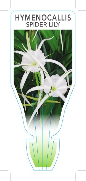 Picture of HYMENOCALLIS LITTORALIS SPIDER LILY                                                                                                                   