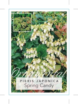 Picture of PIERIS JAPONICA SPRING CANDY                                                                                                                          