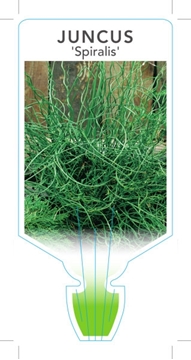 Picture of JUNCUS EFFUSUS SPIRALIS                                                                                                                               