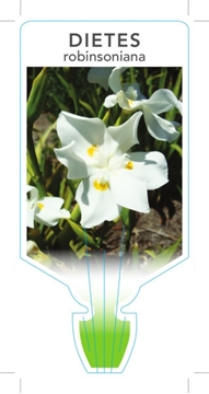 Picture of **DIETES ROBINSONIANA WEDDING LILY                                                                                                                    