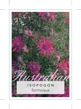 Picture of ISOPOGON FORMOSUS ROSE CONE FLOWER                                                                                                                    