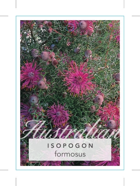 Picture of ISOPOGON FORMOSUS ROSE CONE FLOWER                                                                                                                    