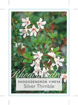 Picture of RHODODENDRON VIREYA SILVER THIMBLE                                                                                                                    
