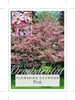 Picture of CORNUS FLORIDA RUBRA PINK FLOWERING DOGWOOD                                                                                                           