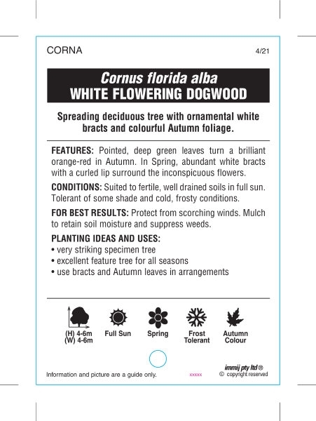 Picture of CORNUS FLORIDA WHITE FLOWERING DOGWOOD                                                                                                                
