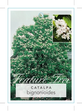 Picture of CATALPA BIGNONIOIDES TREE BIGNONIA                                                                                                                    
