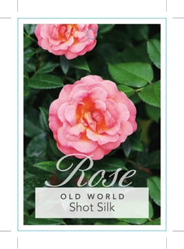 Picture of ROSE SHOT SILK (OW)                                                                                                                                   