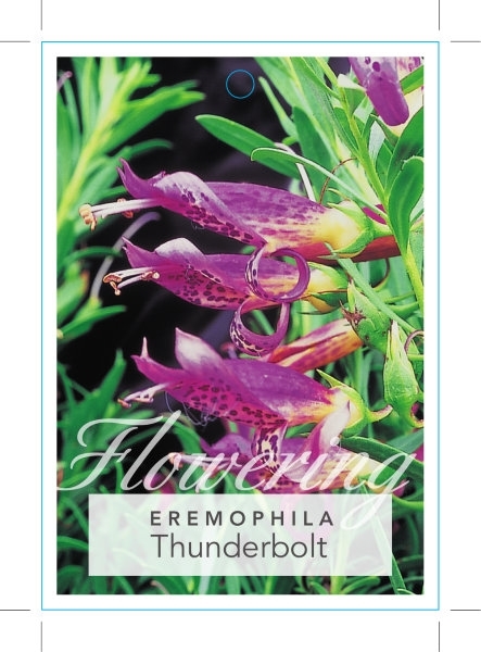 Picture of EREMOPHILA THUNDERBOLT                                                                                                                                