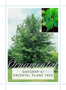 Picture of PLATINUS ORIENTALIS DIGITATA CUT-LEAF OR ORIENTAL PLANE TREE                                                                                          