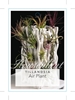 Picture of **HOUSEPLANT TILLANDSIA - MIXED PICTURE (UNNAMED VARIETY)                                                                                             