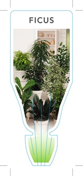 Picture of HOUSEPLANT FICUS - MIXED PICTURE (UNNAMED VARIETY)                                                                                                    