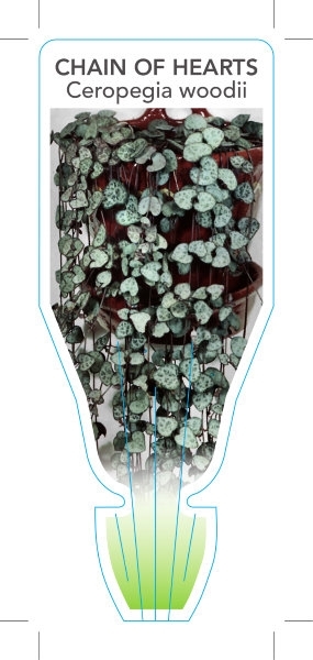 Picture of **HOUSEPLANT CEROPEGIA WOODII CHAIN OF HEARTS                                                                                                         