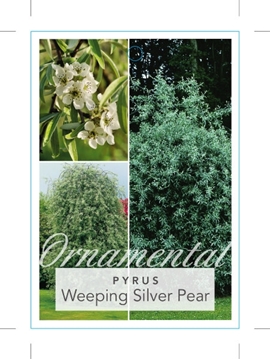 Picture of PYRUS SALICIFOLIA PENDULA WEEPING SILVER PEAR                                                                                                         