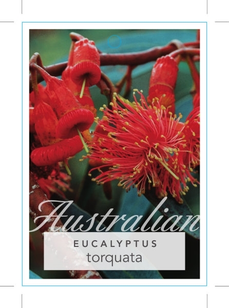 Picture of EUCALYPTUS TORQUATA CORAL GUM                                                                                                                         