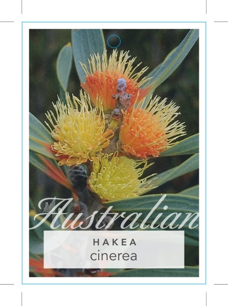 Picture of HAKEA CINEREA ASHY HAKEA                                                                                                                              