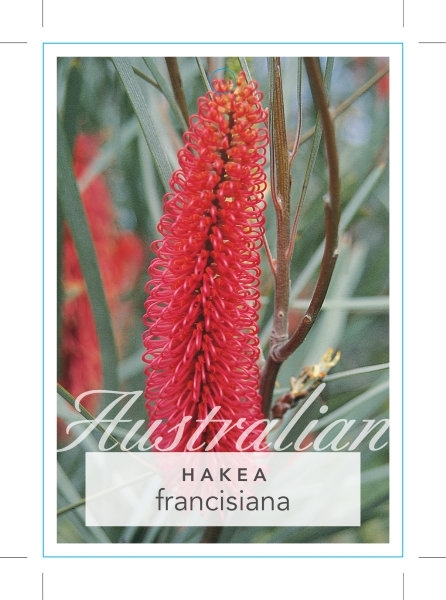 Picture of HAKEA FRANCISIANA PINK POKERS                                                                                                                         