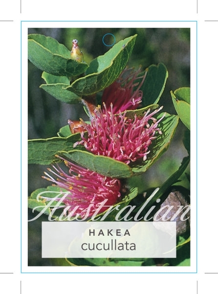 Picture of HAKEA CUCULLATA SCALLOP HAKEA                                                                                                                         