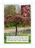 Picture of MALUS ECHTERMYER WEEPING CRAB APPLE                                                                                                                   