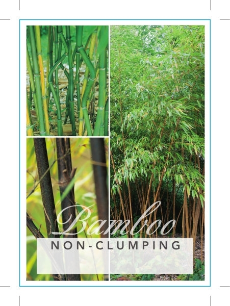 Picture of BAMBOO NON CLUMPING (MIXED PICTURE) Jumbo Tag                                                                                                         