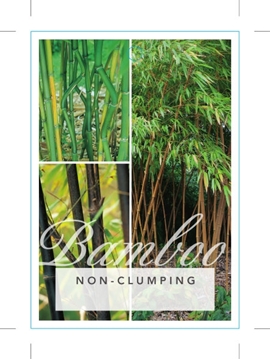 Picture of BAMBOO NON CLUMPING (MIXED PICTURE)                                                                                                                   