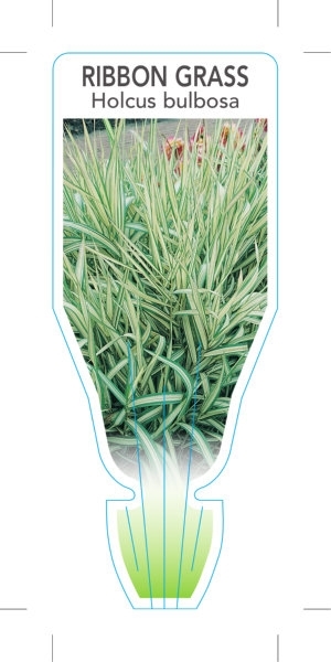 Picture of HOLCUS BULBOSA VARIEGATA RIBBON GRASS                                                                                                                 