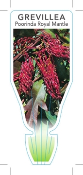 Picture of GREVILLEA POORINDA ROYAL MANTLE                                                                                                                       