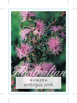 Picture of KUNZEA AMBIGUA PINK FLOWERING FORM                                                                                                                    