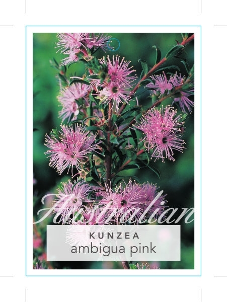 Picture of KUNZEA AMBIGUA PINK FLOWERING FORM                                                                                                                    