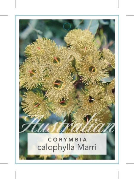 Picture of CORYMBIA CALOPHYLLA (SYN EUCALYPTUS CALOPHYLLA)                                                                                                       