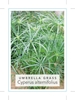 Picture of CYPERUS ALTERNIFOLIUS UMBRELLA GRASS                                                                                                                  