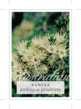 Picture of KUNZEA AMBIGUA PROSTRATE FORM                                                                                                                         